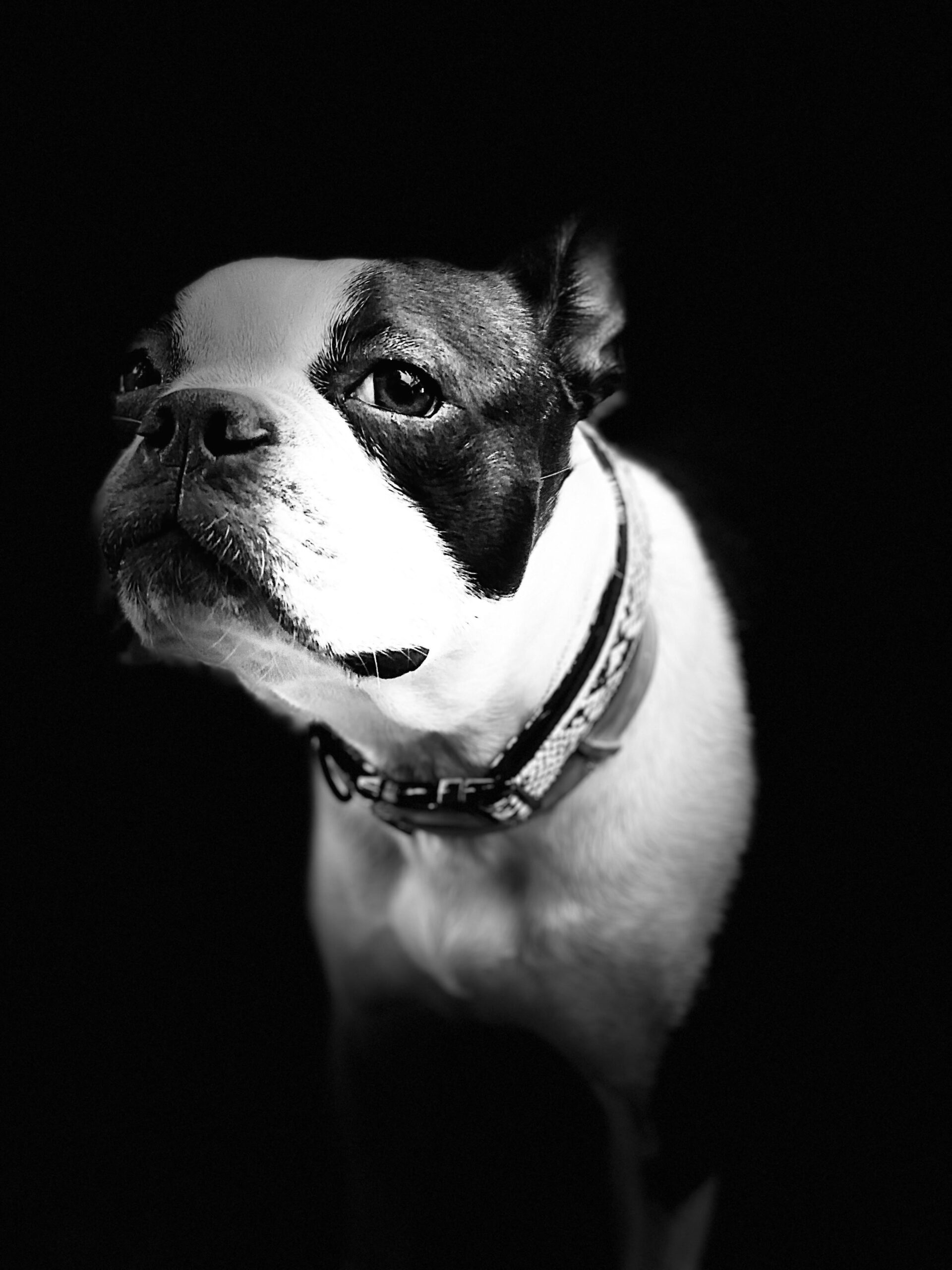 Great black and white portrait of Rockit Belle.