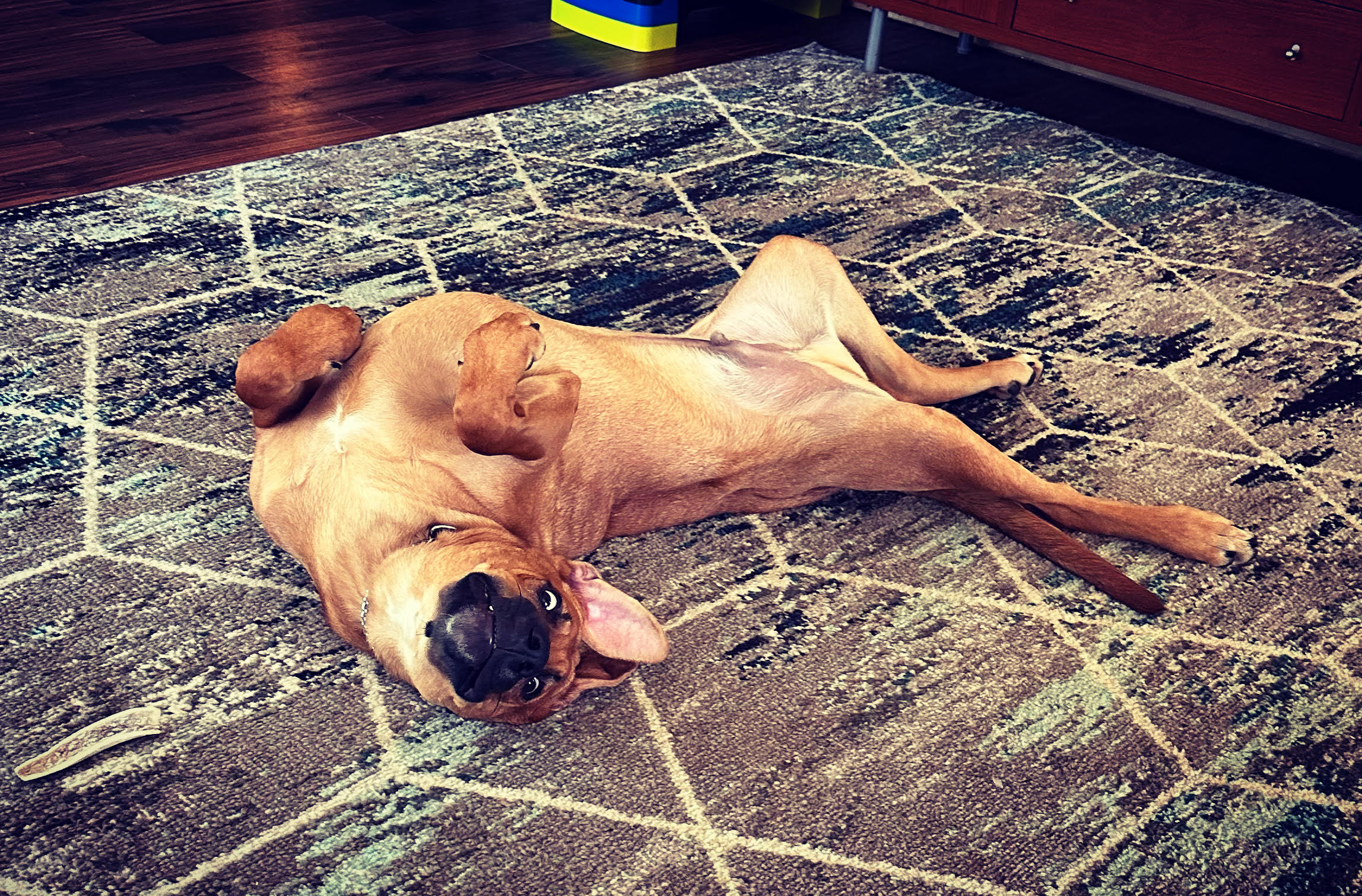 My dog, Chance, uh....being Chance?