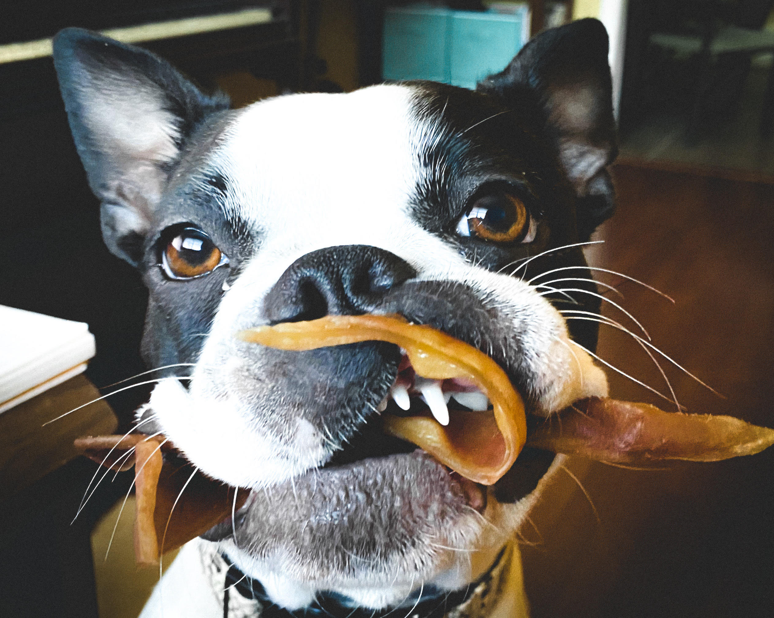 My dog, Rockit, in her true form, little monster!