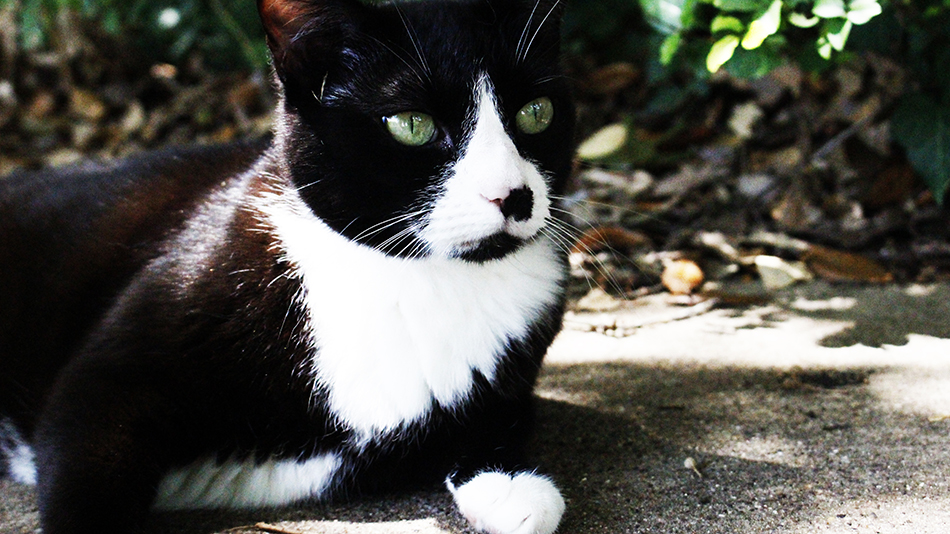Cameo shot of my cat, Christmas, she didn't even know I got this one!