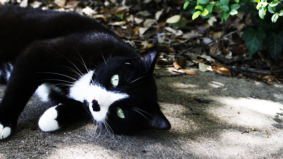 My cat, Christmas, rolling around on the pavement like a cougar.