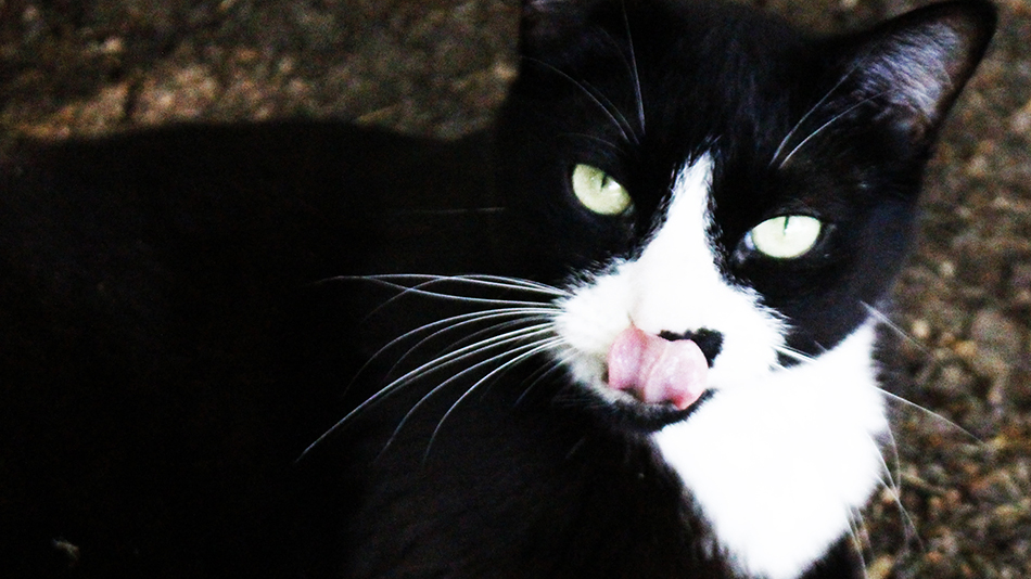 My tuxedo cat, Christmas, looking like she needs a fresh finch for lunch.