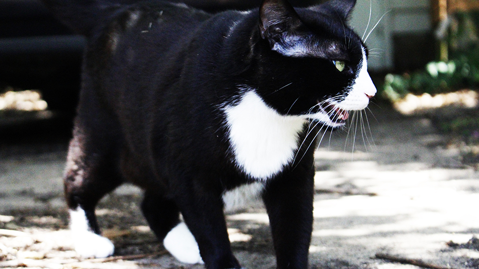My jungle cat, Christmas, when she was young and spry.