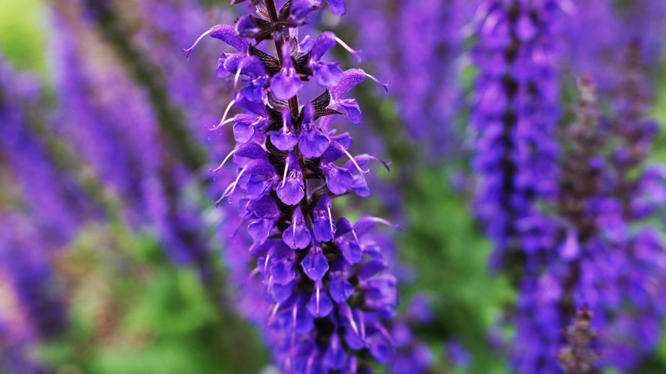 Random deep purple conical flowers outside work taken with my Canon EOS Rebel.