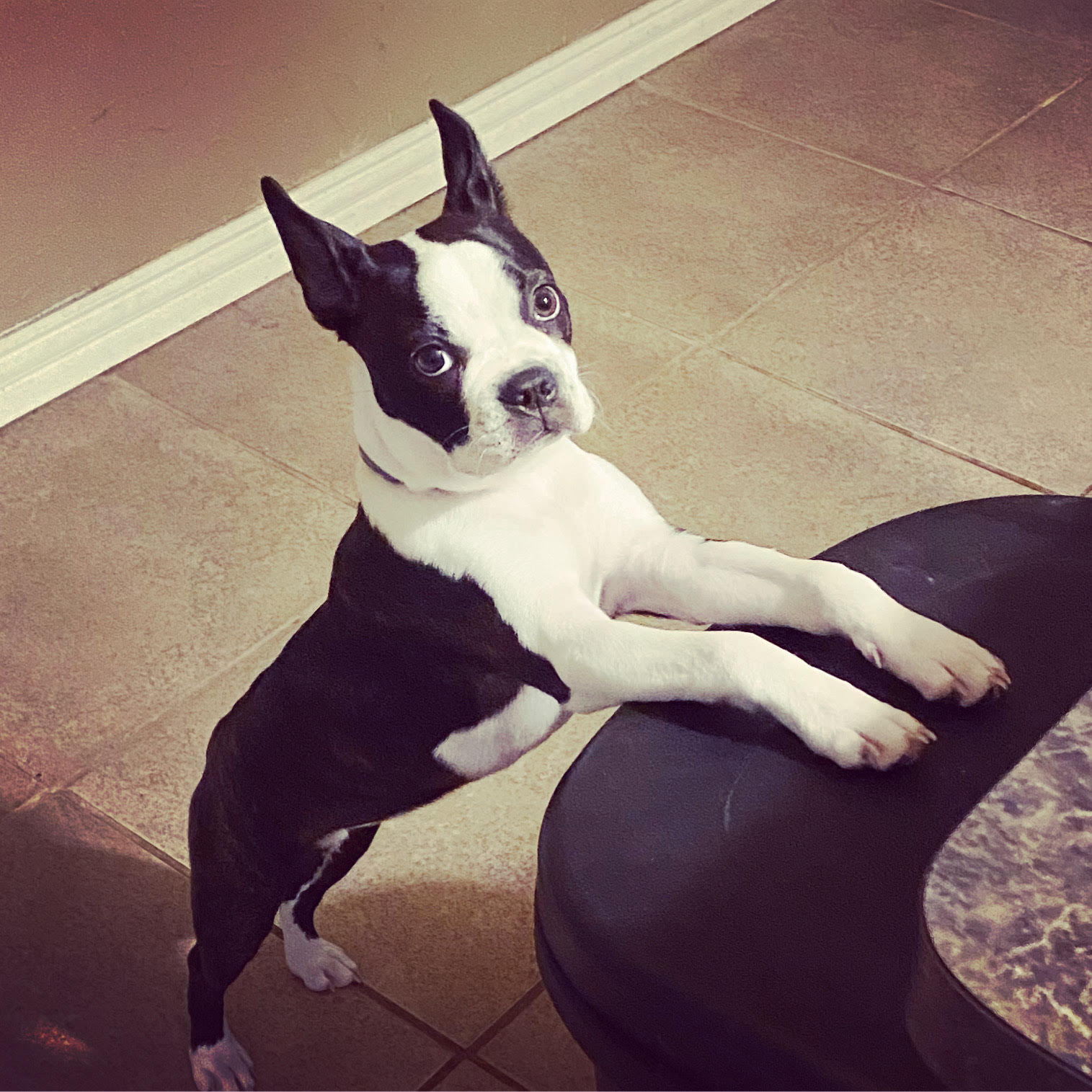 My little Boston Terrier, Rockit, when she was only about 12 weeks old posing her little booty off.