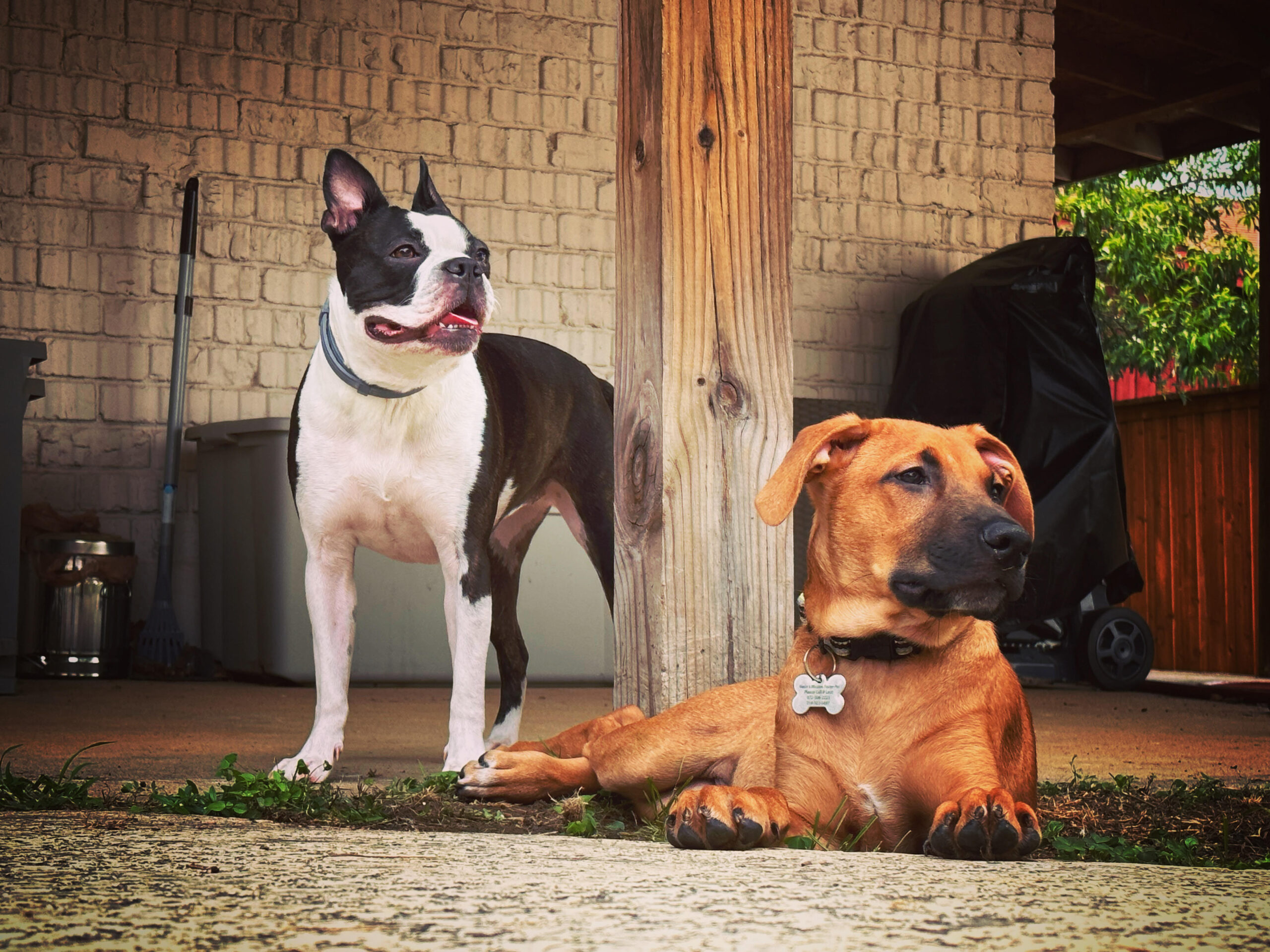 My dogs, Rockit and Chance watching over the backyard.