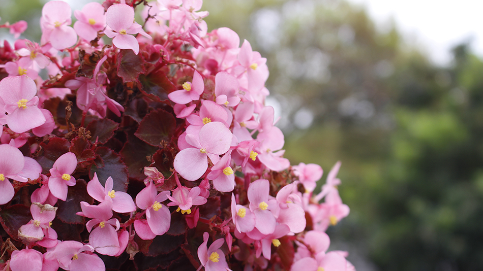 Pink Flower bunch taken at Japanese Tea Garden in Houston, TX taken with Canon EOS Rebel.