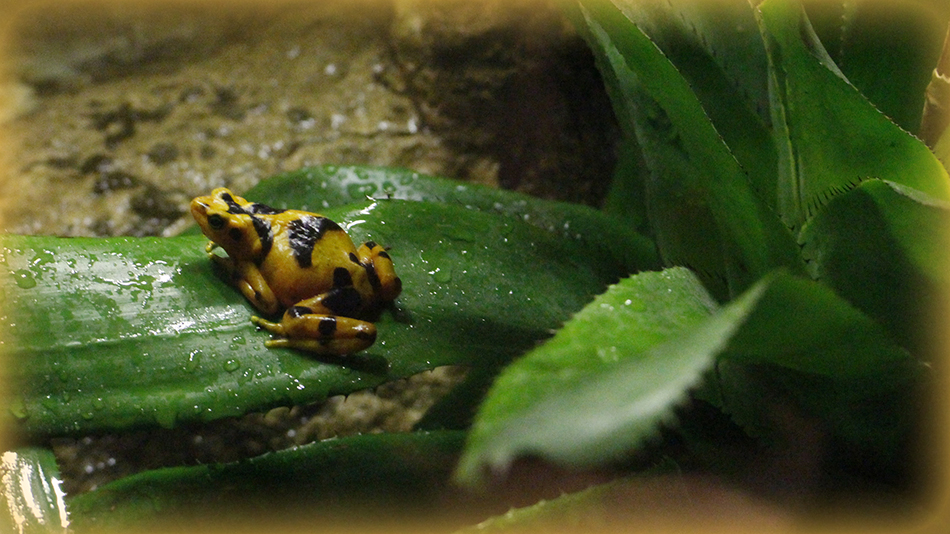 Poison Dart Frog at Dallas World Aquarium taken with Canon EOS Rebel.
