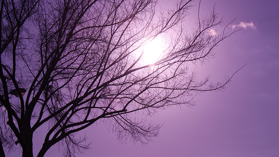 Leafless tree in the fall in Texas against the sunlit sky with a violet filter on my Canon EOS Rebel.