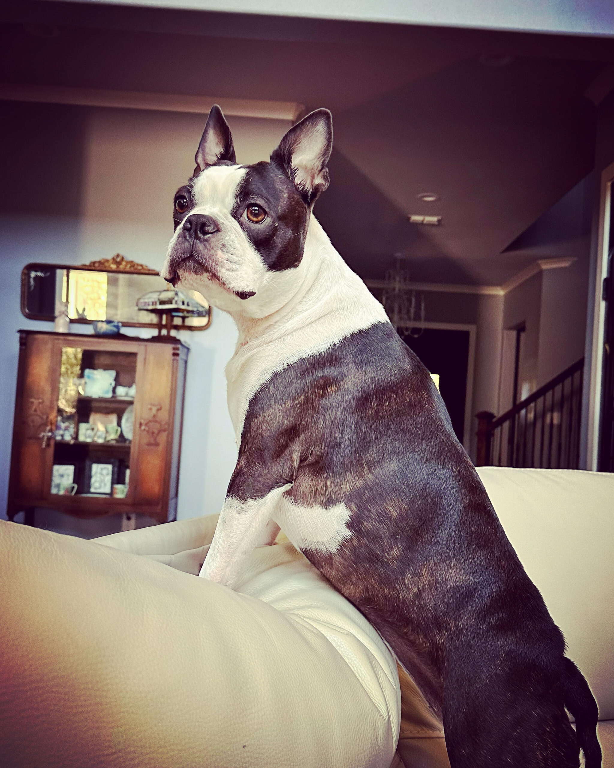 My dog, Rockit, during a more recent visit to my best friend's house in Tyler, TX.