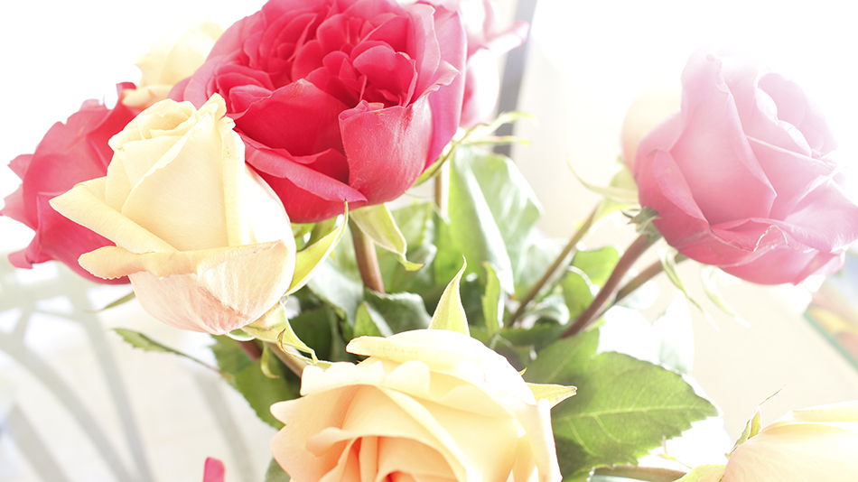 Less closeup shot of the roses with lots of light.